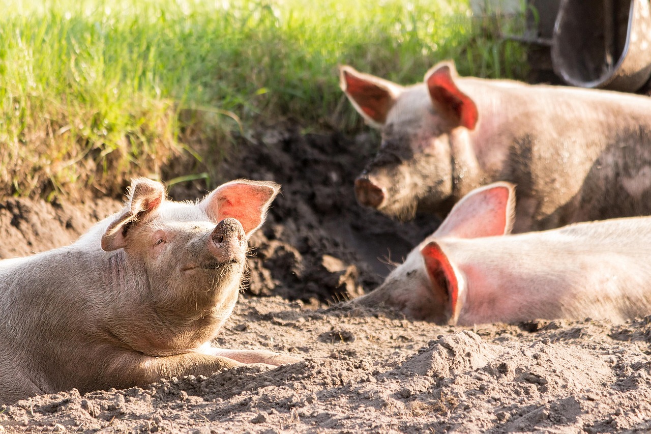 Rescued pigs relaxing in the sun at an animal sanctuary
