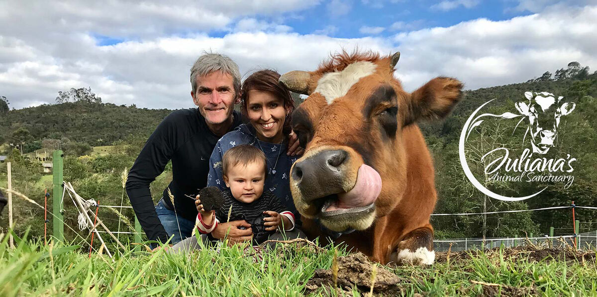 A family greeting a rescued cow at an animal sanctuary