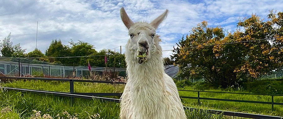 Rescued llama at an animal sanctuary