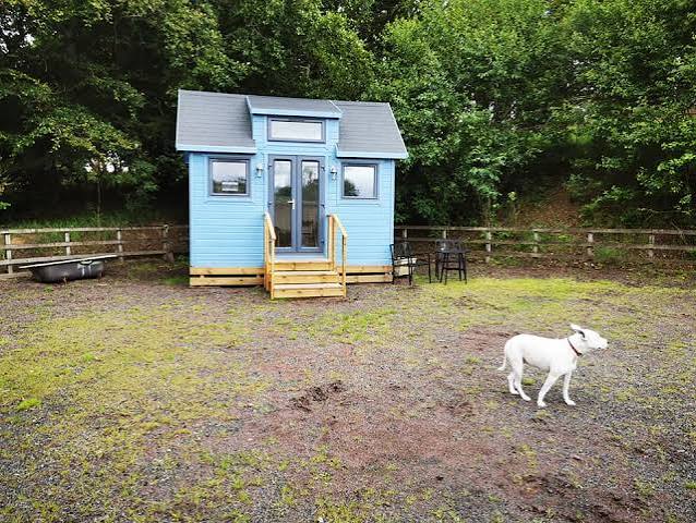 A blue hut at Tribe Animal Sanctuary in Scotland, with a dog nearby